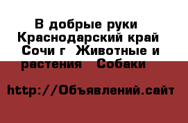 В добрые руки - Краснодарский край, Сочи г. Животные и растения » Собаки   